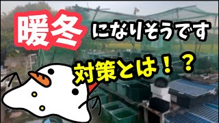 暖冬のデメリットあり！対策に準備するものとは！？【メダカ】