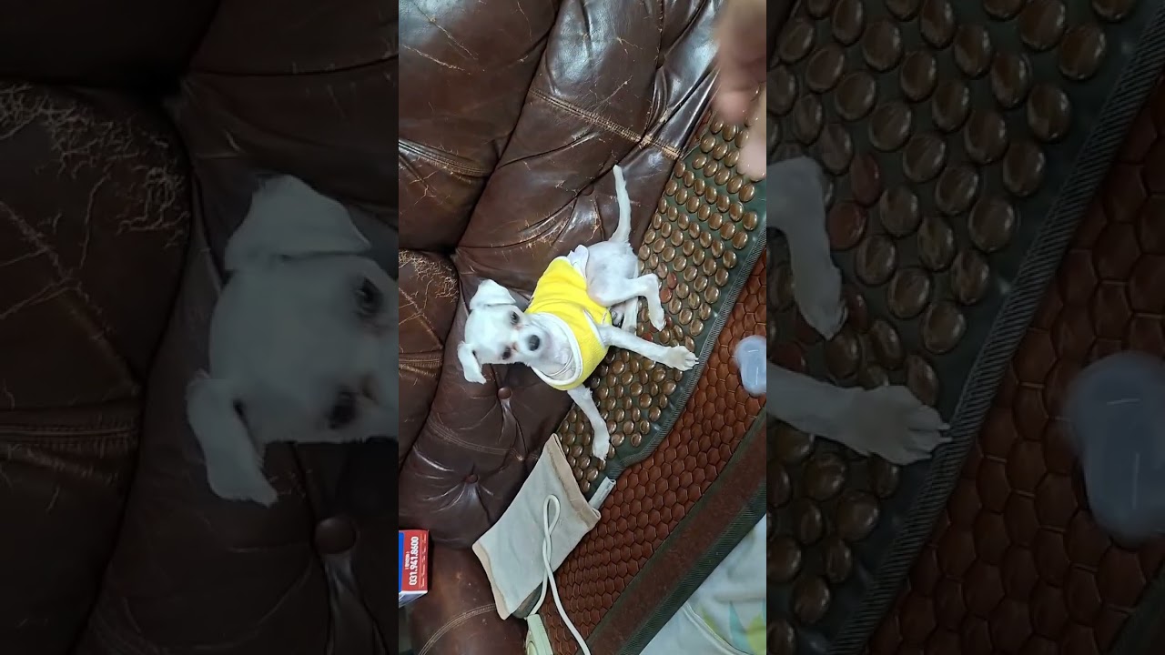 성깔혼열강쥐 벌서기