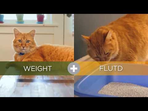 Видео: Защо теглото на вашата котка наистина има значение - боравене с котки с наднормено тегло