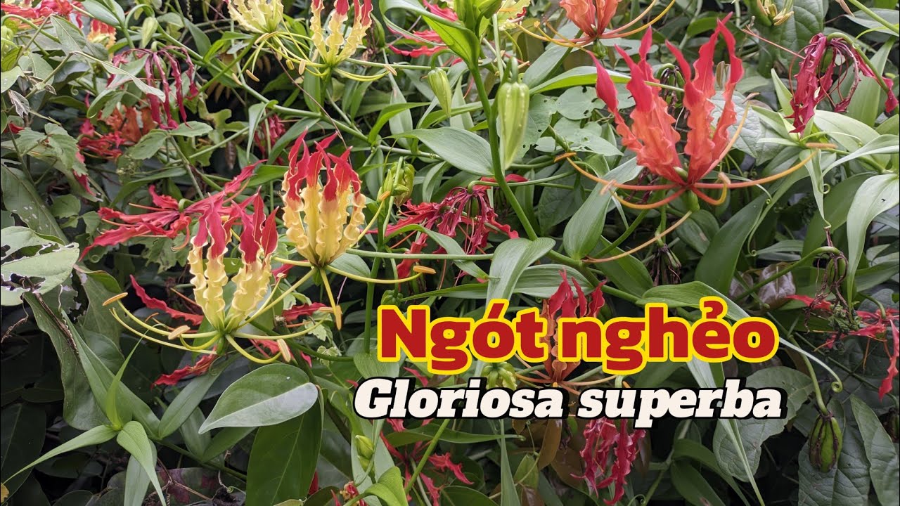 Ngót nghẻo (Gloriosa superba): Ngọn đuốc sống giữa thiên nhiên!