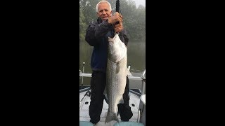 45# Striper - Cumberland River