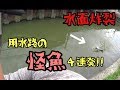 雷魚&鯰fishing 住宅街脇の用水路のバケモン怪魚4連発!! Catfish snakehead fishing
