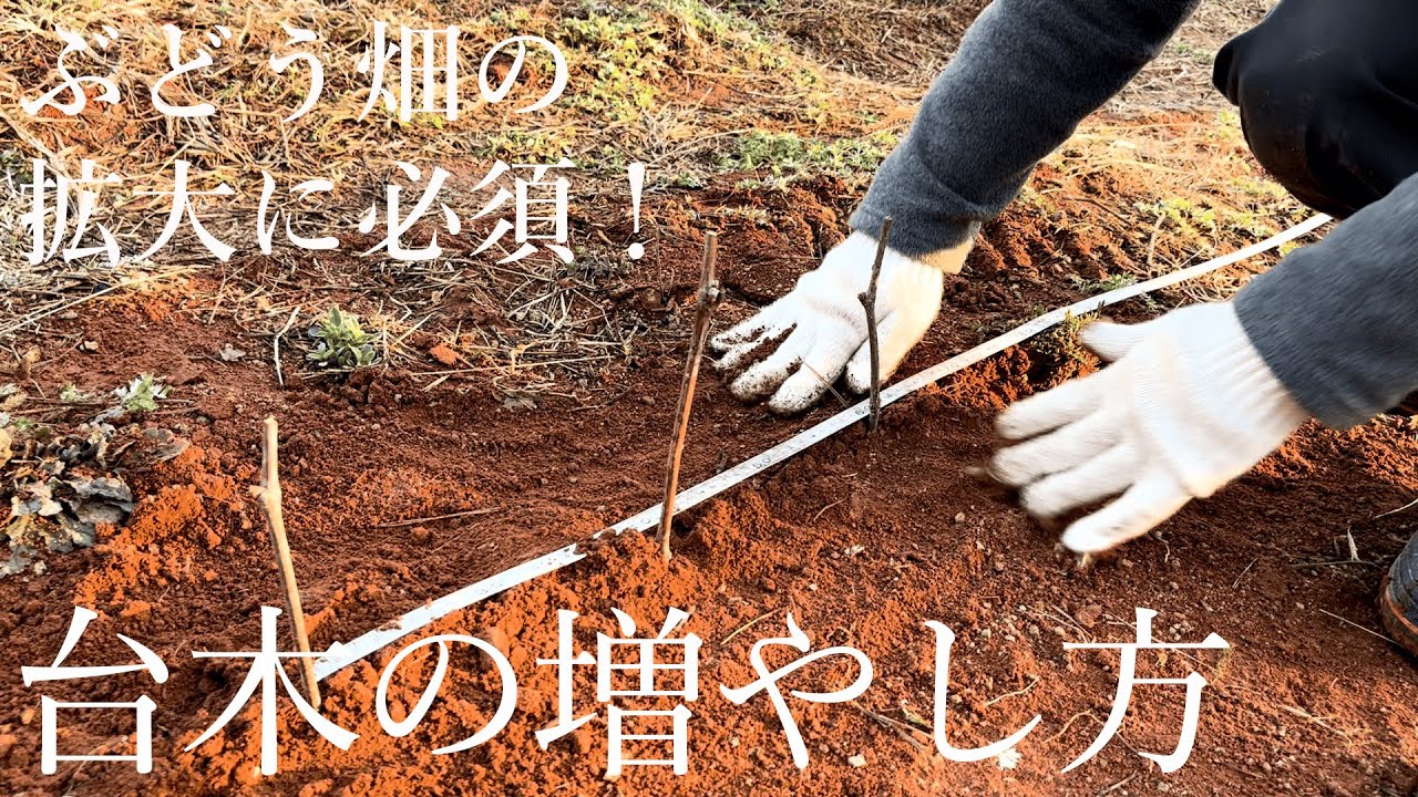 ぶどう畑の維持・拡大のために台木を増やします！ ぶどう台木