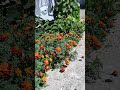 чорнобривці #отдих