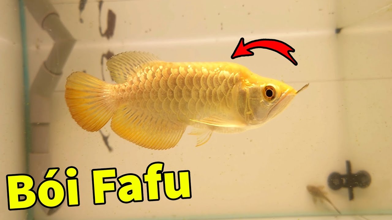 Review Siêu Phẩm Fafu Bói Siêu Hiếm, Tly Huyết Long Lúa Mềm Xèo | Rồng Cần Thơ