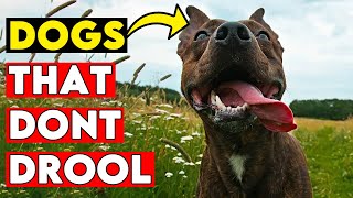 Large Dogs That Don't Drool