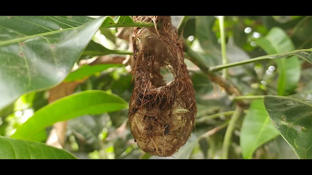 Bird Nest at Home made by Bird Bird Nest Making at Home Easy Bird