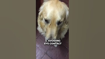 5 Warning Signs A Dog Is About To Bite You 🤯🐶 #shorts #dogshorts #dogowners