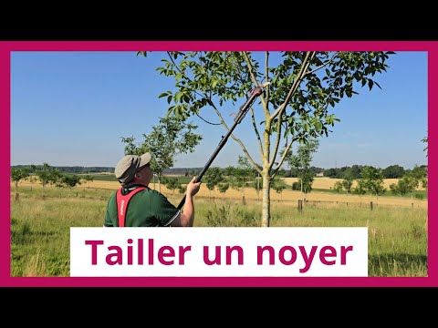 Comment tailler un noyer ? Les conseils d’un expert forestier