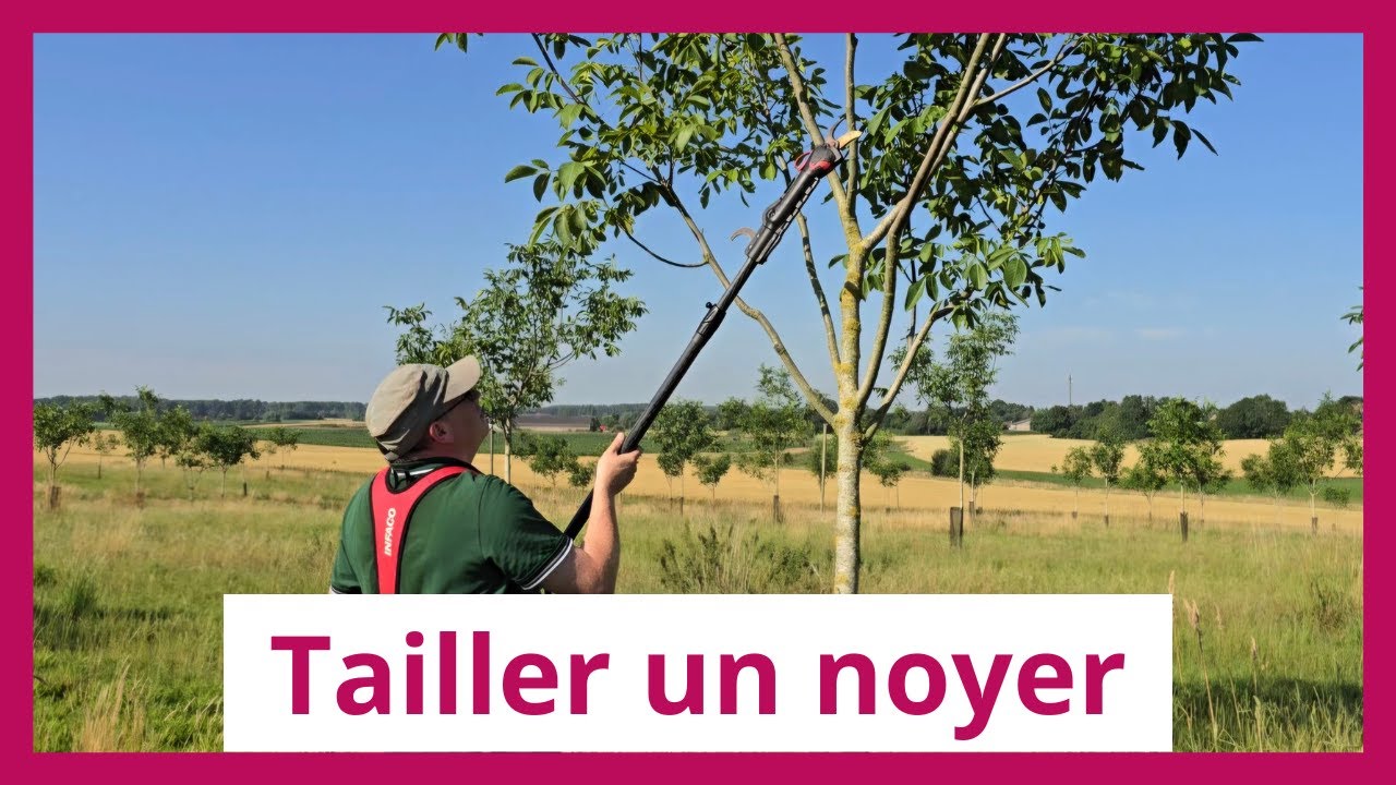 Comment tailler un noyer ? Les conseils d’un expert forestier