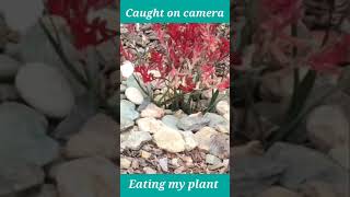 WATCH GOPHER EATING MY PLANT#Shorts