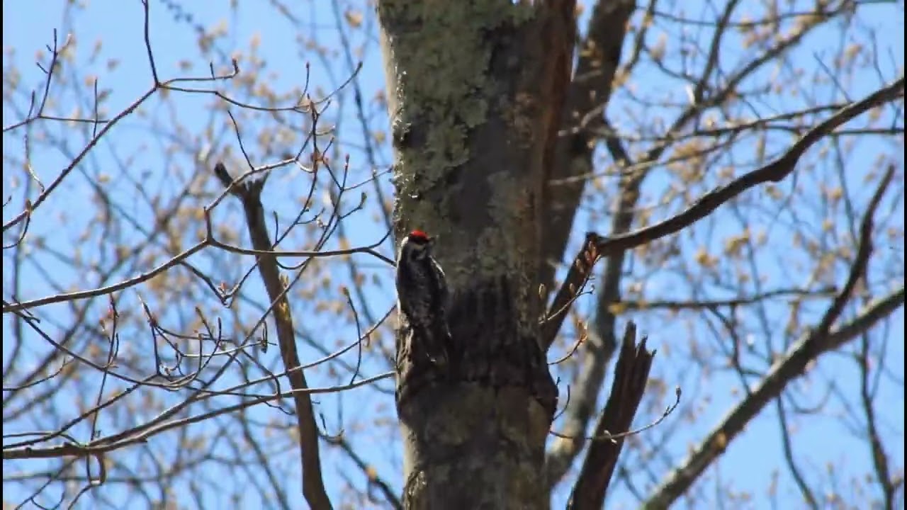 MIGRATION OF YELLOW BELLIED SAPSUCKERS