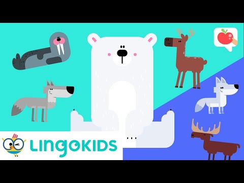 POLAR ANIMALS Vocabulary 🐧❄️| VOCABULARY, SONGS and GAMES | Lingokids