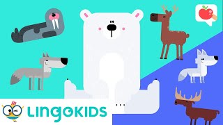 POLAR ANIMALS Vocabulary 🐧❄️| VOCABULARY, SONGS and GAMES | Lingokids screenshot 5