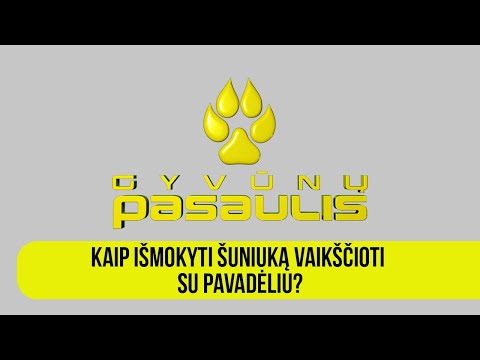 Video: Kaip Išmokyti šuniukus Eiti į Tualetą