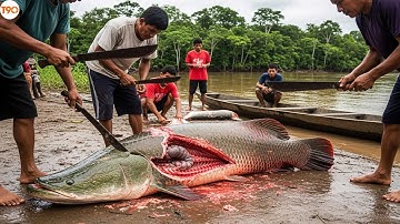Cá Hải Tượng Trị Giá 200 triệu Cũng Chỉ Để Ngư Dân Amazon Chế Biến Món Ăn - Một Con Đủ Cả Làng Ăn