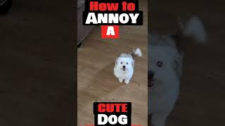 How to annoy a cute dog