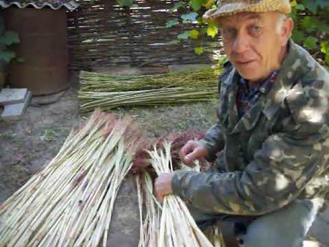 Video: Išsaugoti Kukurūzų Ir Sorgo Gynybiniai Atsakai į Exserohilum Turcicum