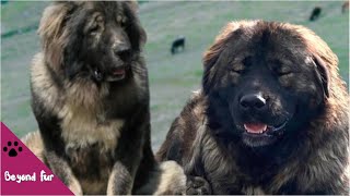 Karadeniz Shepherds Black Sea Majestic Shepherd Dogs