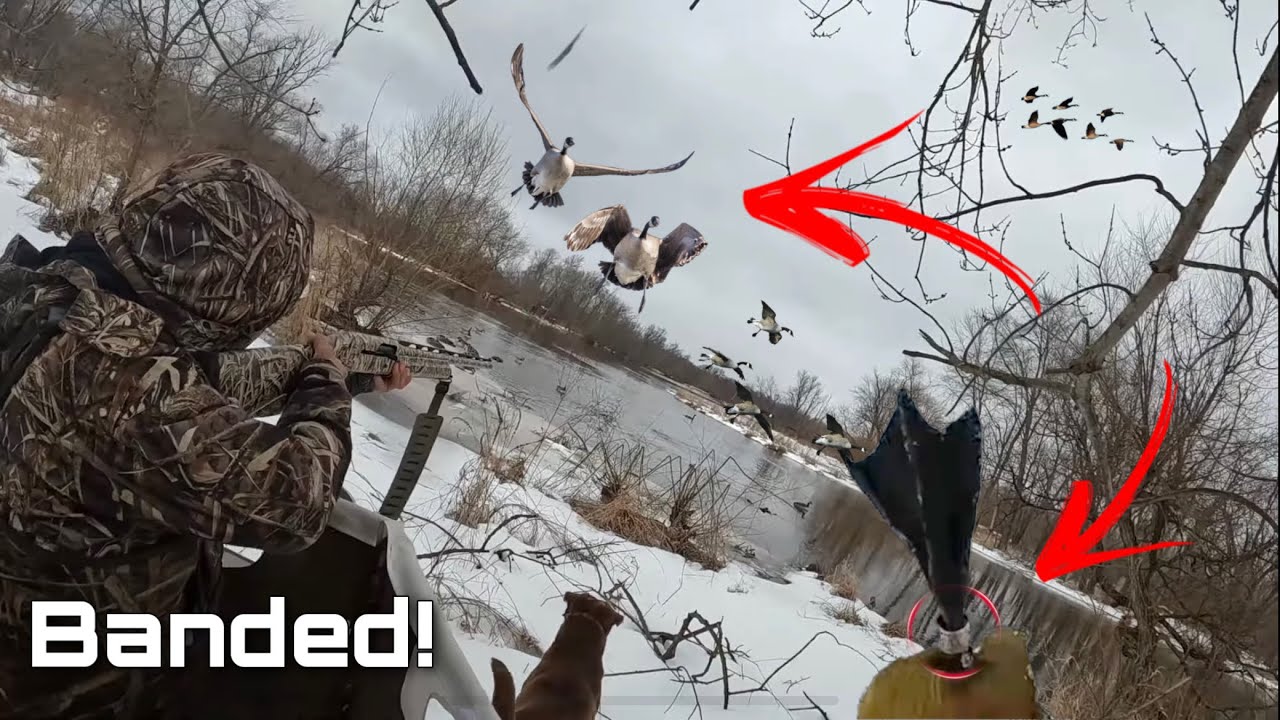 Goose Hunting on an ICE SHELF for BIG HONKERS with BANDS!