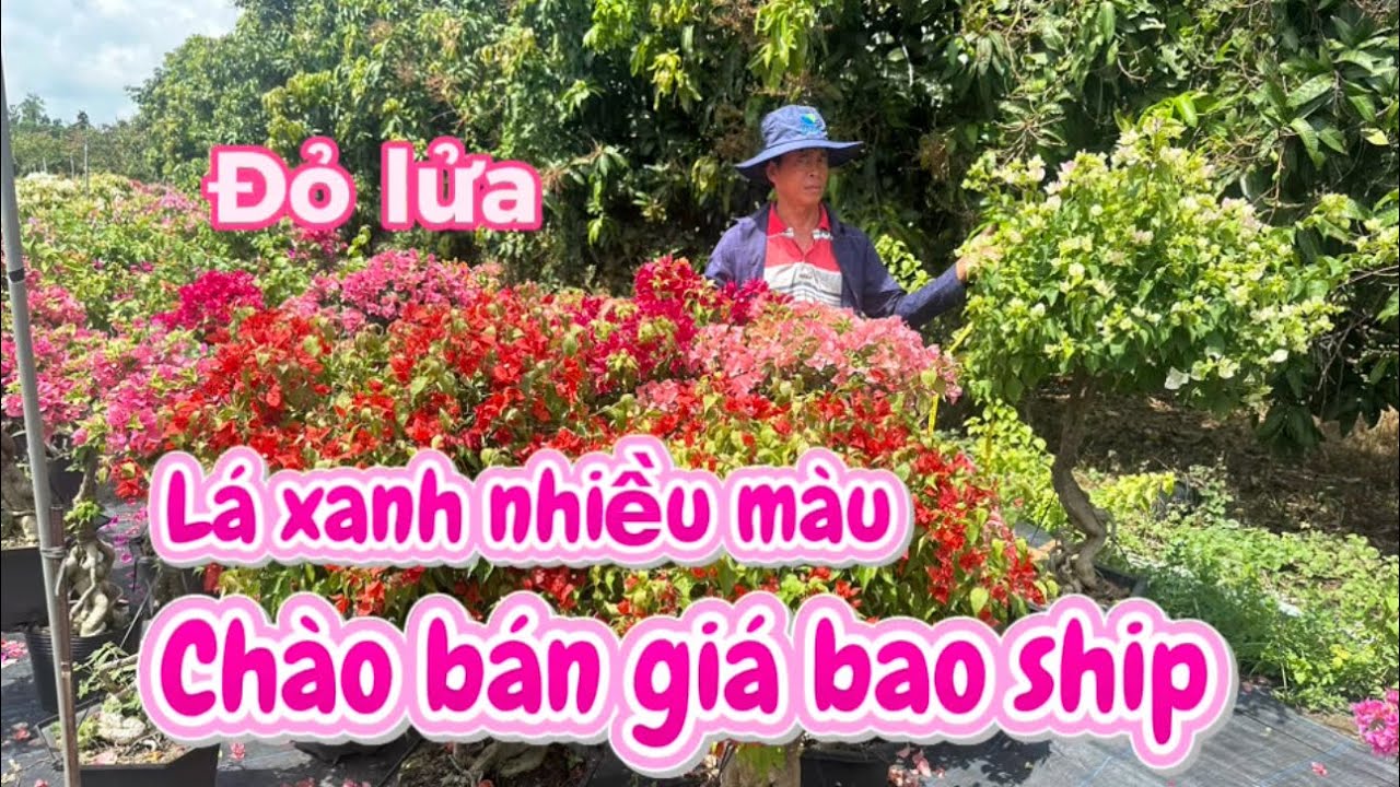 Đỏ lửa lá xanh nhiều màu chào bán giá bao ship ngày 28/2 lh 0969553364 thủy 