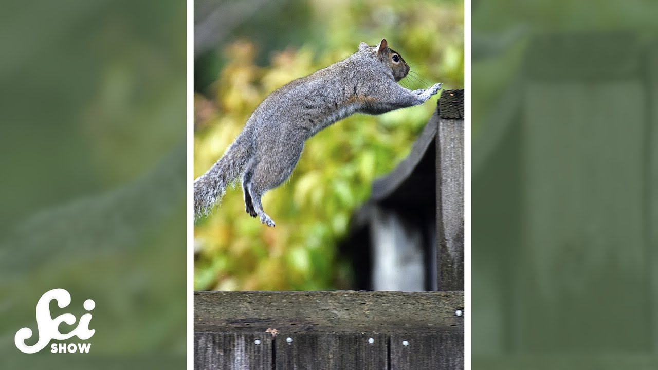 These squirrels do parkour. #shorts #science