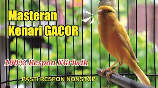 PANCINGAN Kenari GACOR PANJANG Cuit CUIT EMOSI ini AMPUH utk MASTERAN Kenari PAUD belajar BUNYI