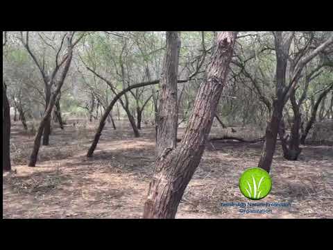 Acacia Nilotica Documentary|Ezhilur|Thiruthuraipoondi|Naattukaruvelam