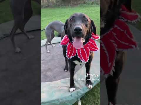 Dotty Whippet, Rex Lab X & Tinker GSD.@DogtrainersUK