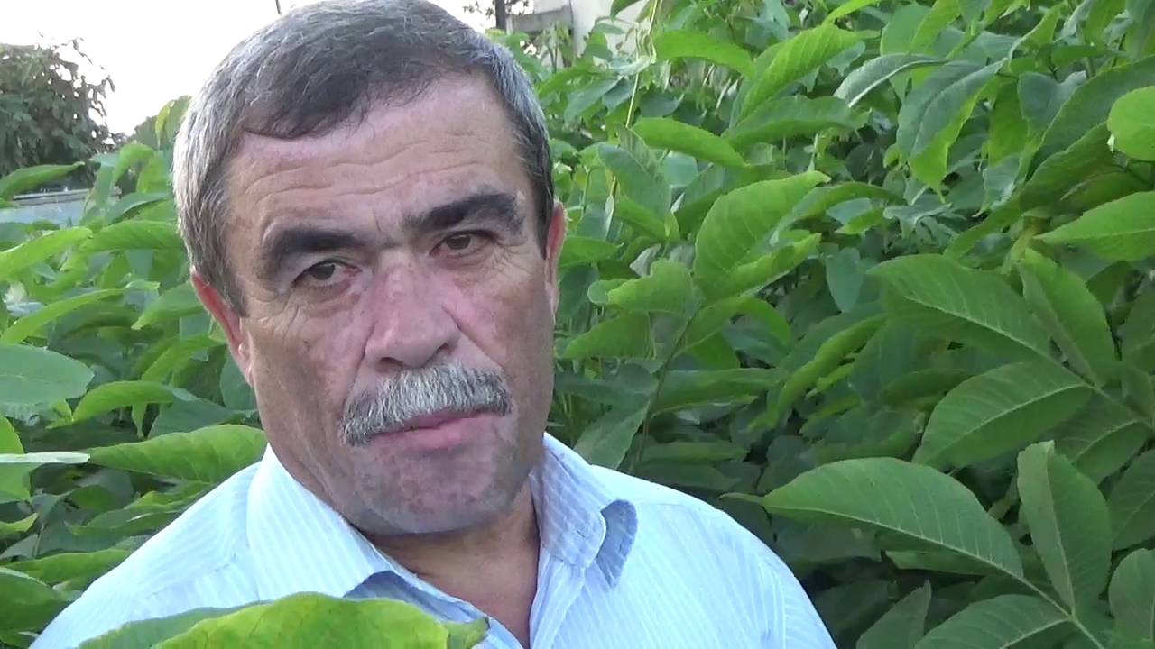 Samsun Tekkeköy - Tohumdan Ceviz Dikmek - Ceviz Fidanı Yetiştiriciliği - Deli Ceviz