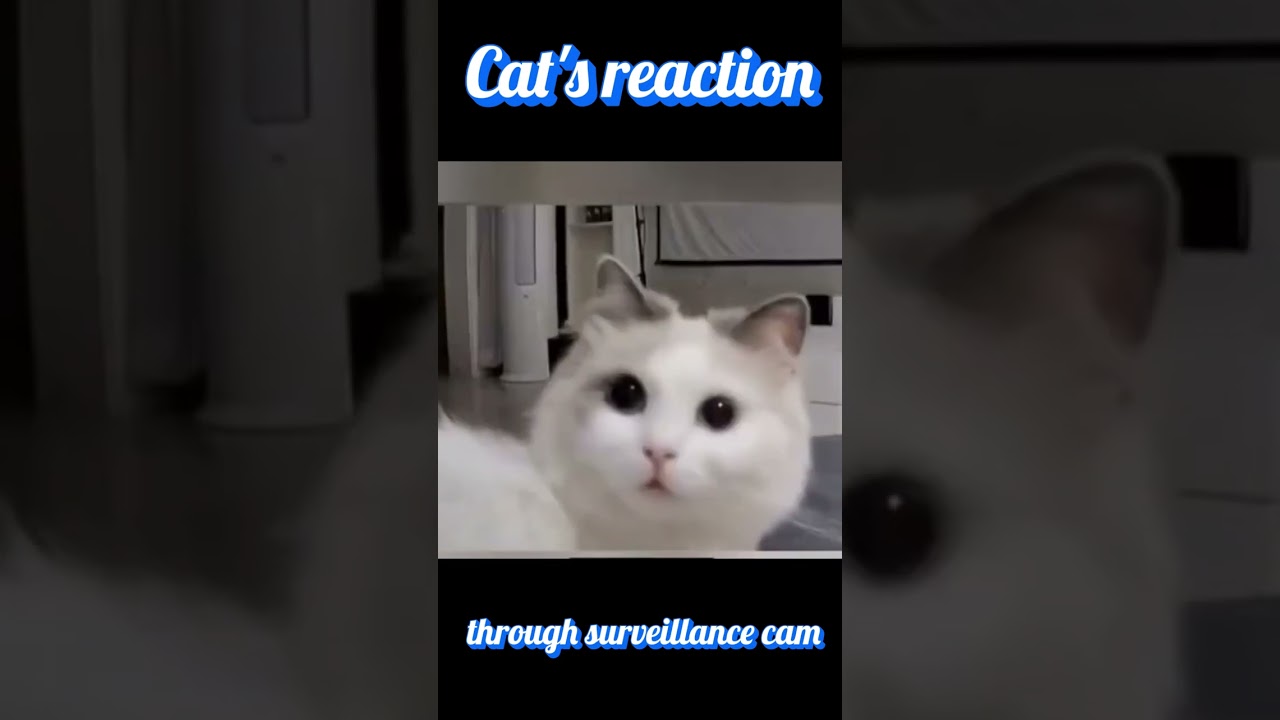 Cat's reaction to hearing owner's voice through surveillance cam 