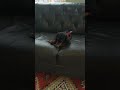 Honey the dachshund