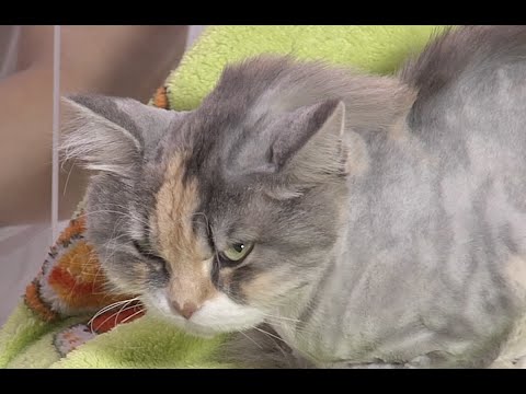 Test.tv: Все для животных. Все о груминге кошек