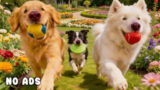 24 Hours of Dog TV for Dogs to Watch 🐕🎵 Soft Healing Music for Active Dogs & Calm Energy 🌱🐾 screenshot 5