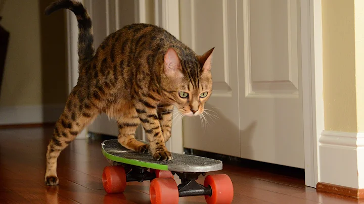 Video 4588811: purebred bengal cat, bengal cat learning