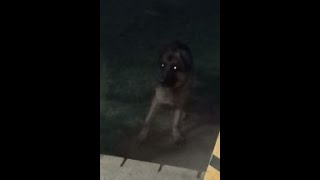 How my Hubby and Lycan play (and I turn into chopped liver) by Adventures with Lycan my German Shepherd Dog 434 views 11 days ago 2 minutes, 22 seconds