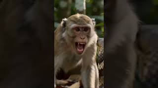 Monkey fights snake!!!#animallovers #junglelife #monkeymagic #monkeyseemonkeydo