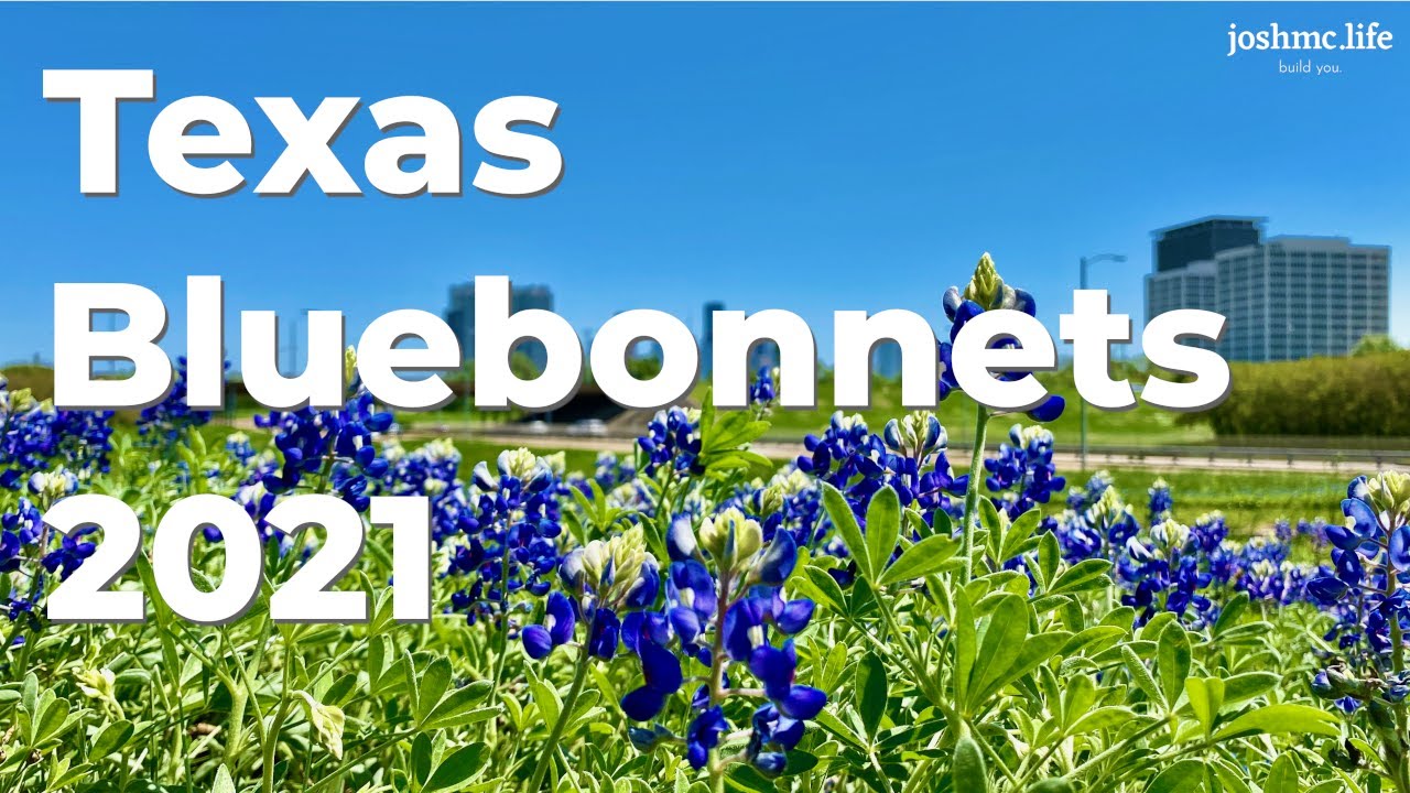 Texas & Wildflowers April 2021 Beautiful and Relaxing 4K