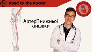 Артерії таза | Загальна, зовнішня та внутрішня клубові артерії