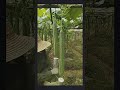 Smart farmer farming vegetable with this technique satisfying short