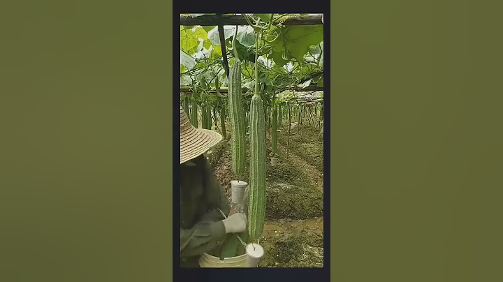 Smart Farmer Farming Vegetable With This Technique #satisfying #short