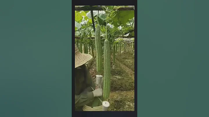 Smart Farmer Farming Vegetable With This Technique #satisfying #short - DayDayNews