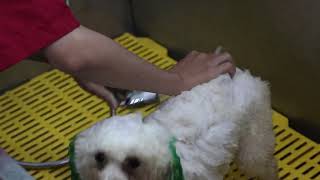 Ritdo Hướng dẫn cắt tỉa nhuộm lông cho Poodle tại Đà Nẵng