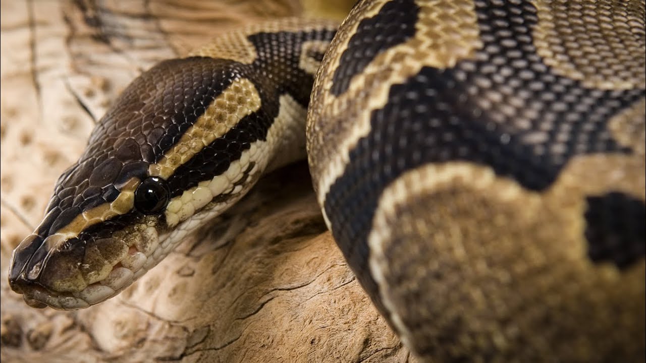 Como é um terrário para  PYTHON BOLA