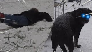 Ik Bouwde Een Slee En Ik Ging Het Uittesten Nlbe Basicivo