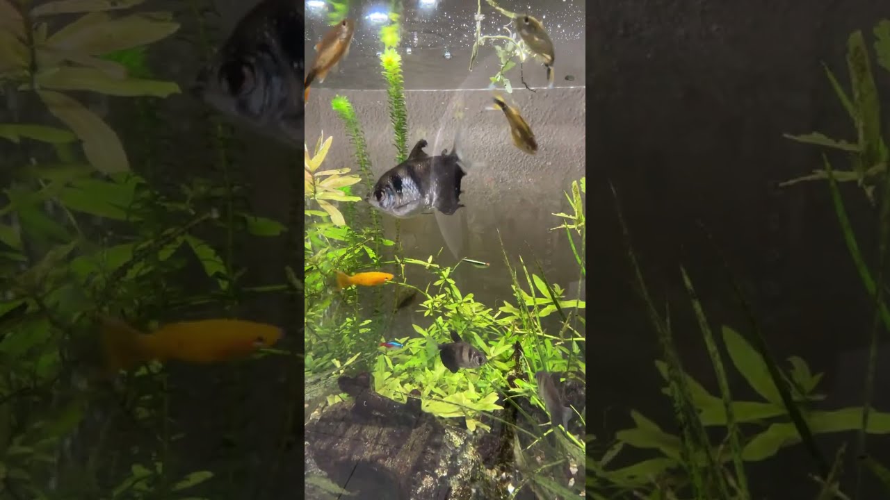 @Tita Beth’s HomeLife&Cooking is live #26-02-26