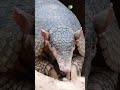 Most Amazing Animal Armadillo | Ajeeb o Gareeb Janwar #shorts