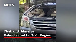 Watch: Massive Cobra Found Curled Up In Car's Engine In Thailand