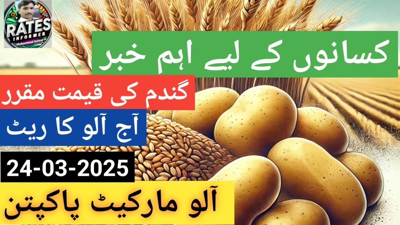 Potato Price Today Pakistan |آج آلو کا ریٹ | گندم کا ریٹ - YouTube