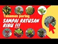 Download Lagu Indahnya!! Inilah 24 tanaman hias puring termahal